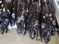 Schwarzer Degenfisch